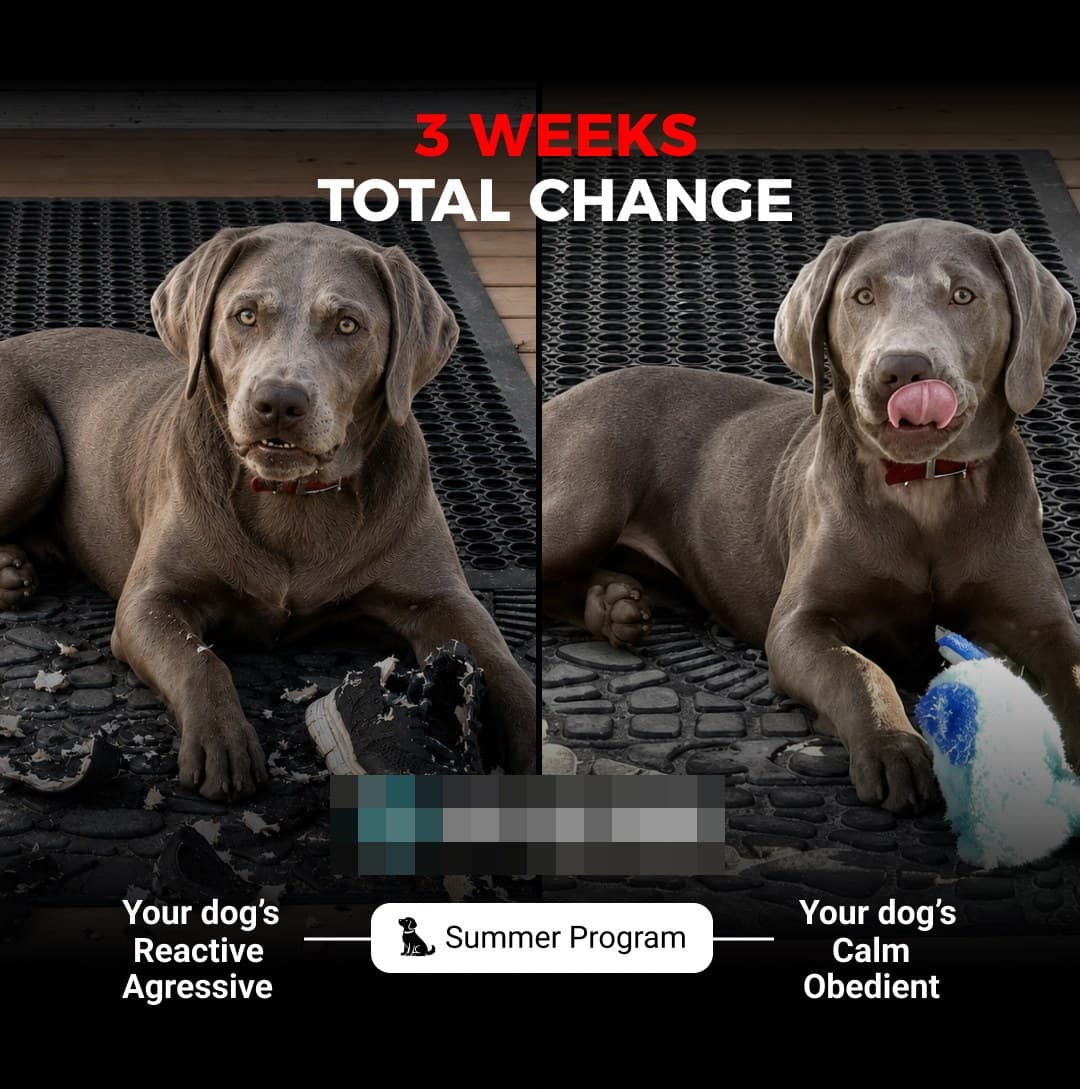 Before and after ad: reactive dog to calm dog in 3 weeks