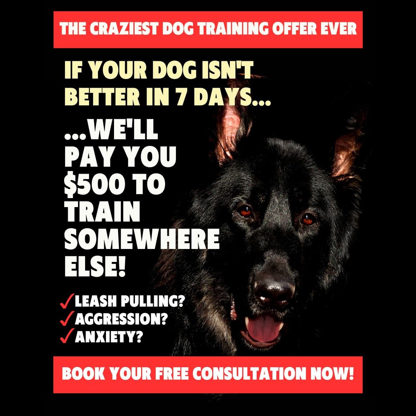 Guarantee ad offering $500 if the dog isn't better in 7 days
