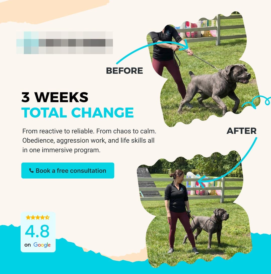 Before and after ad: dog pulling on leash, then walking calmly