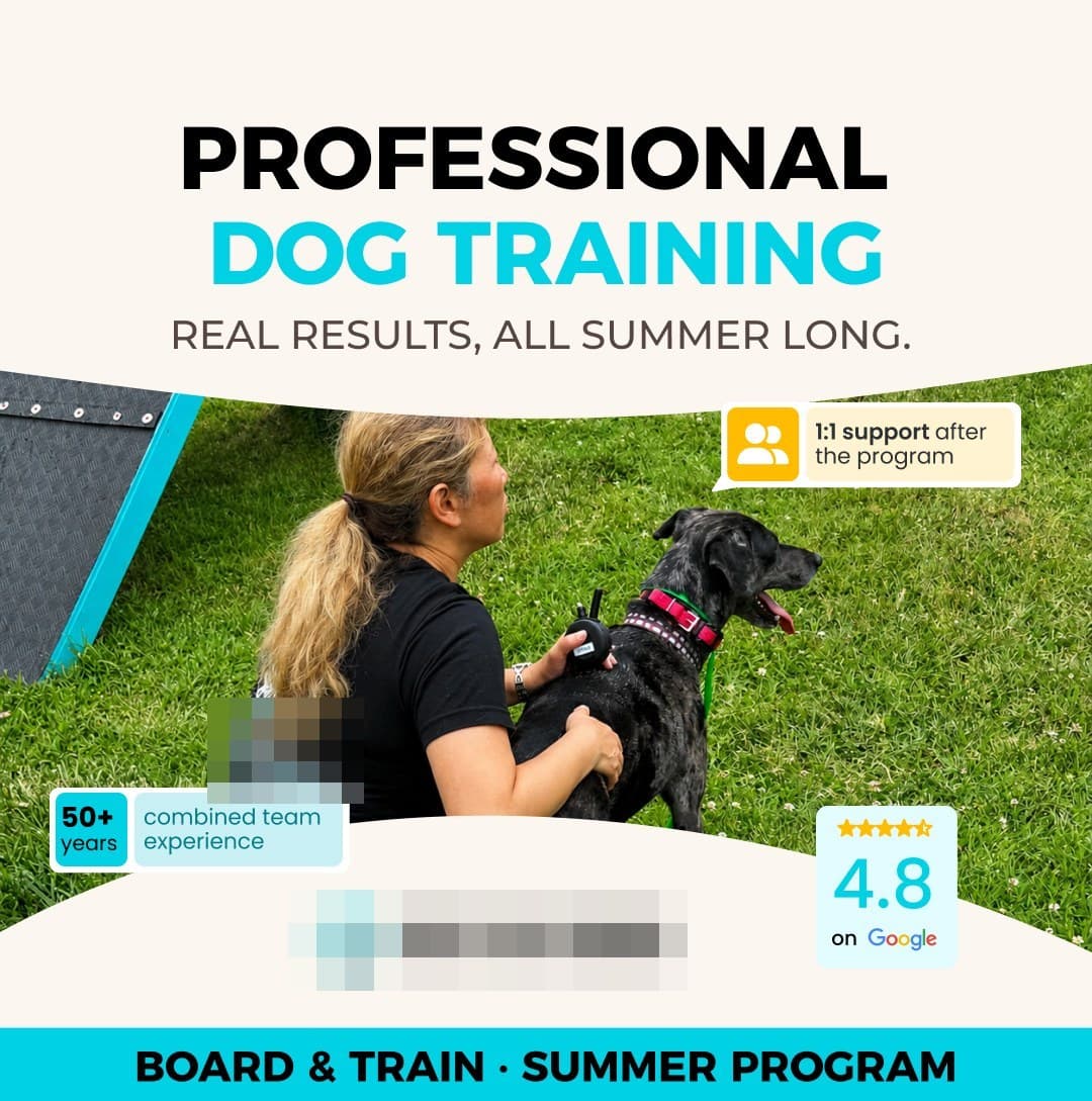 Summer program ad with trainer and dog on the training field
