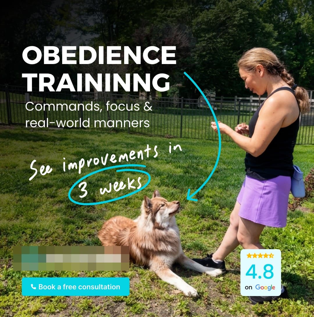 Obedience training ad with dog holding a down-stay
