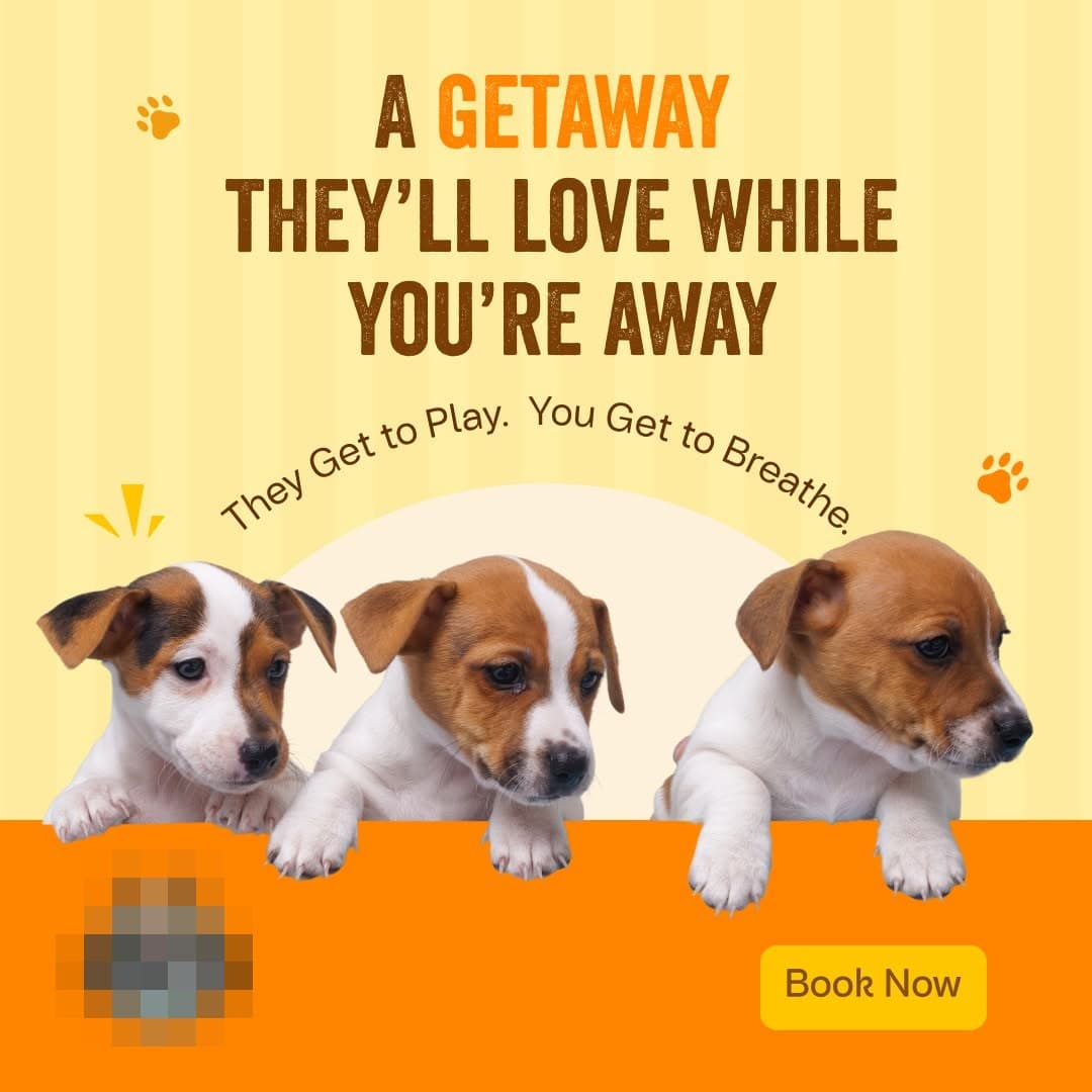 Boarding ad with three puppies looking over a ledge