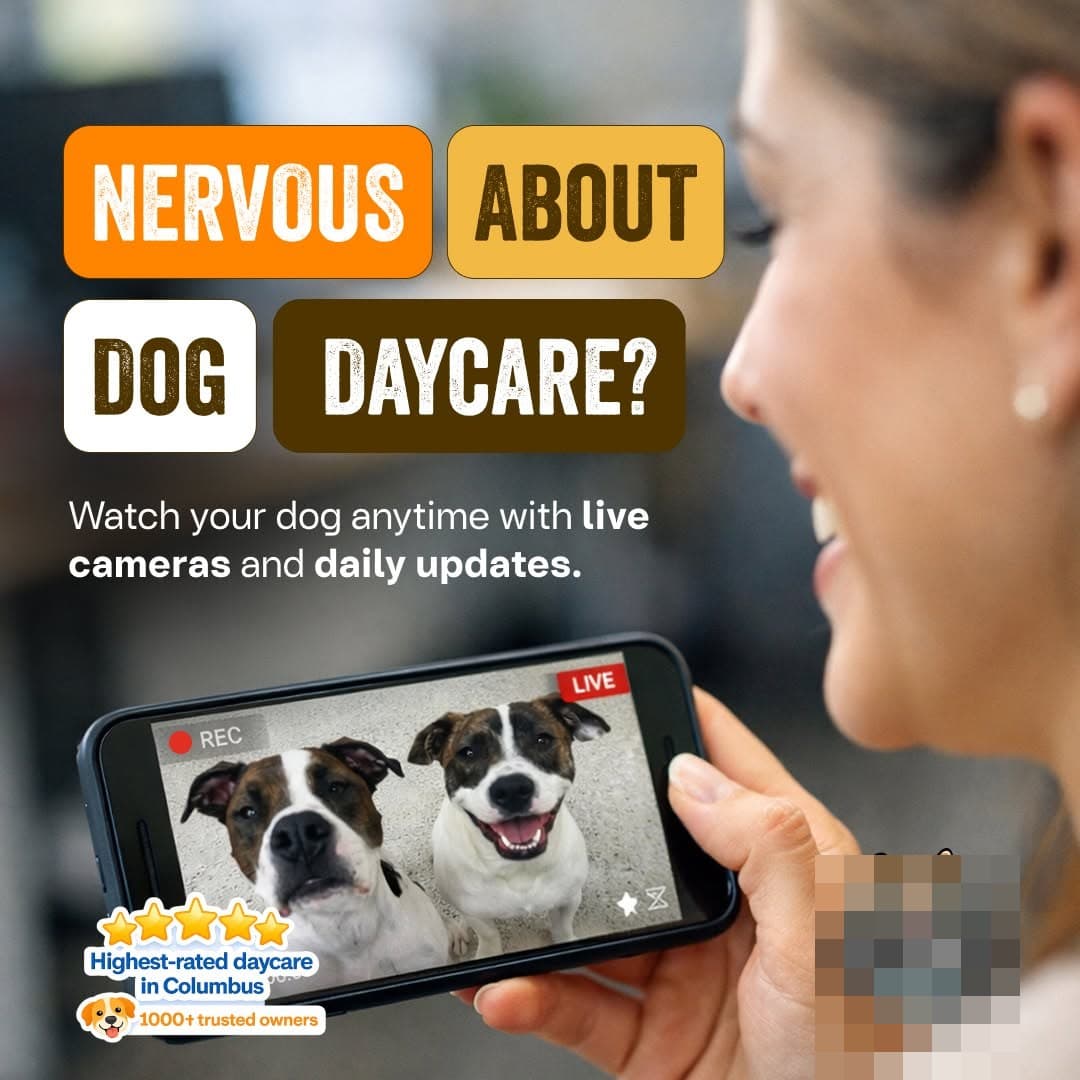 Daycare ad showing live camera feed of dogs on a phone