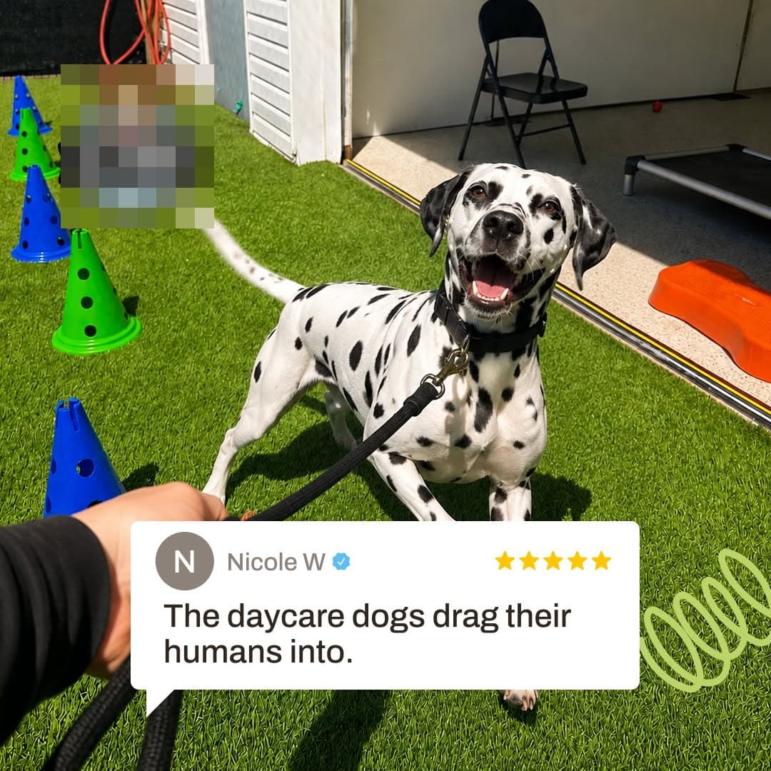 Review ad with a happy dalmatian at daycare
