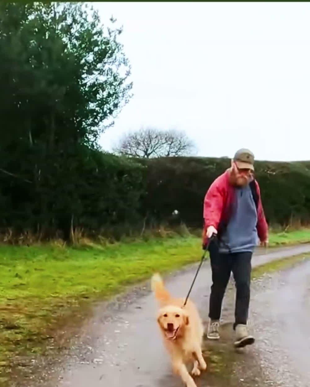 Owner walking a golden retriever on a loose leash down a country lane