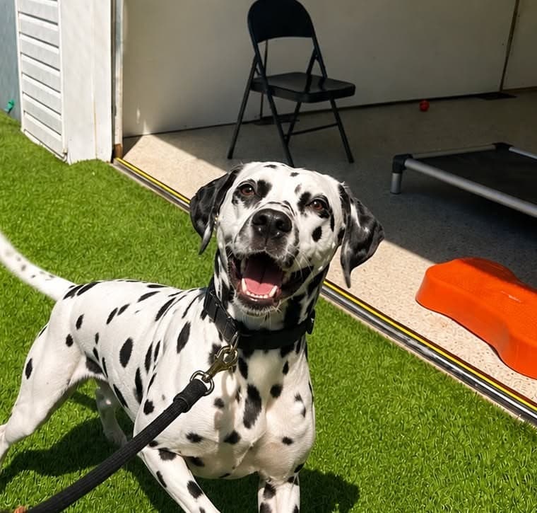 Dalmatian on the turf yard at a dog daycare and training facility