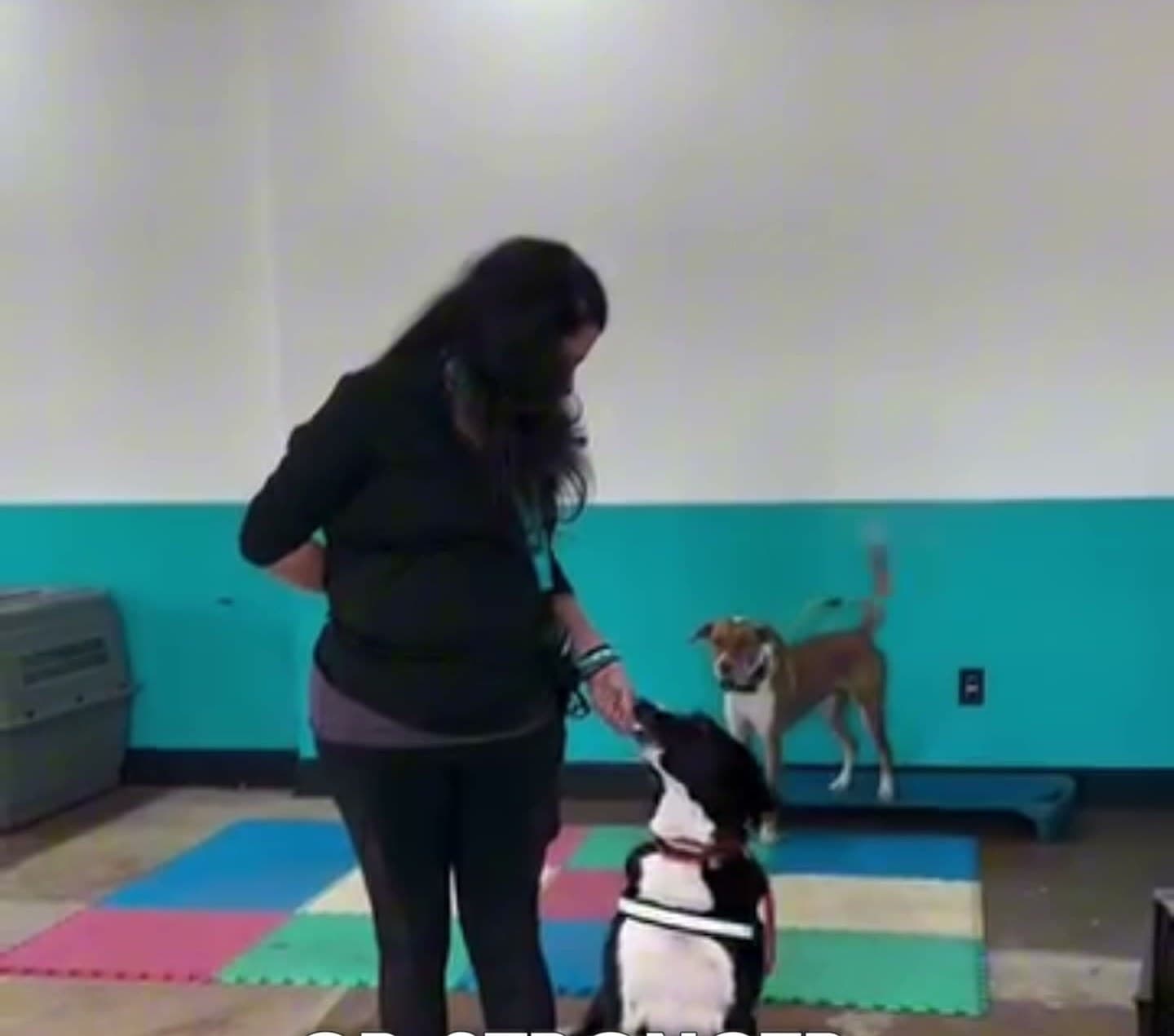 Trainer rewarding a dog holding a sit inside the training facility