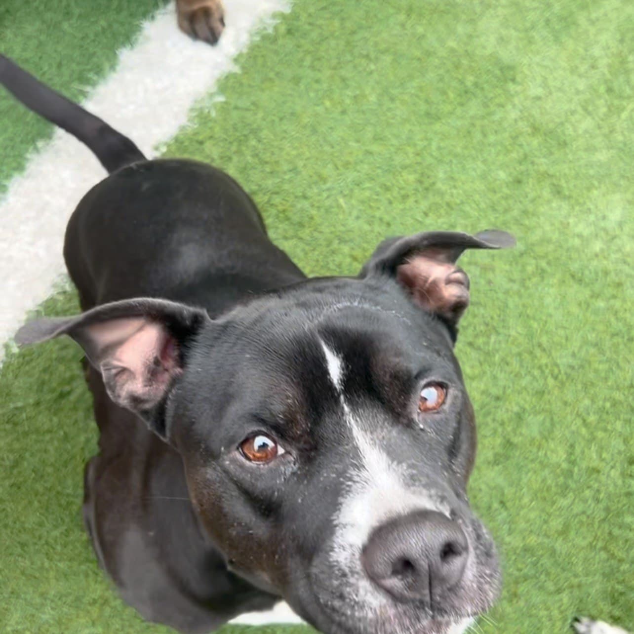 Dog daycare & boarding, Columbus, Ohio