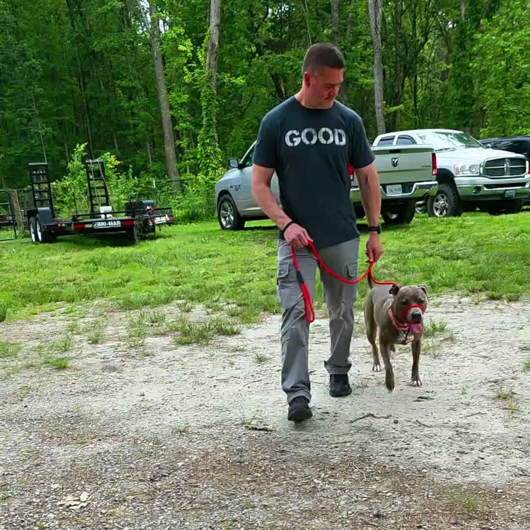 Dog training products brand, The case study above