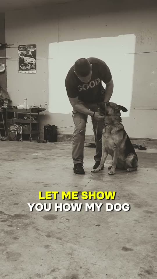 Video ad of a german shepherd learning loose-leash walking