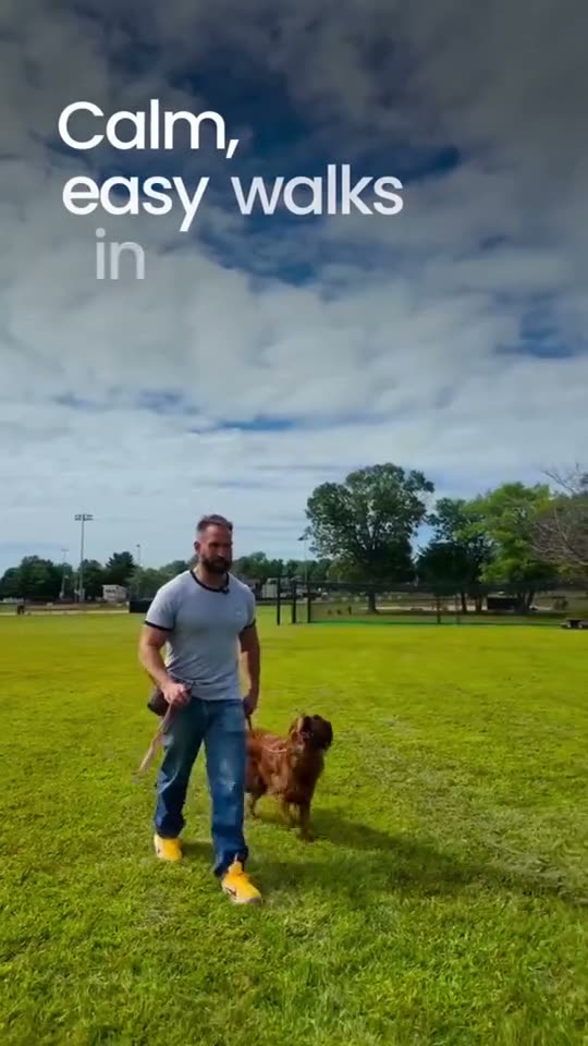 Video ad promising calm walks in two weeks