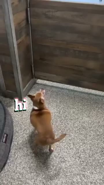 Point of view video of a small dog touring the daycare