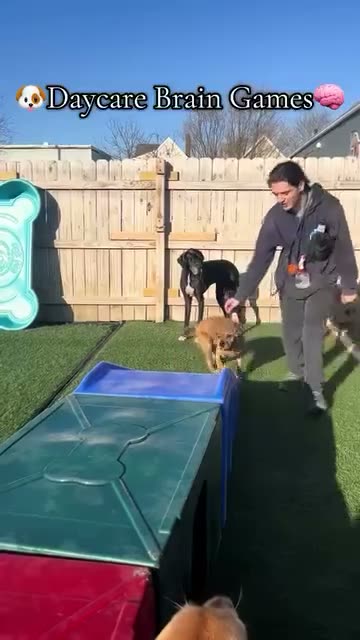 Dogs running an obstacle course at daycare